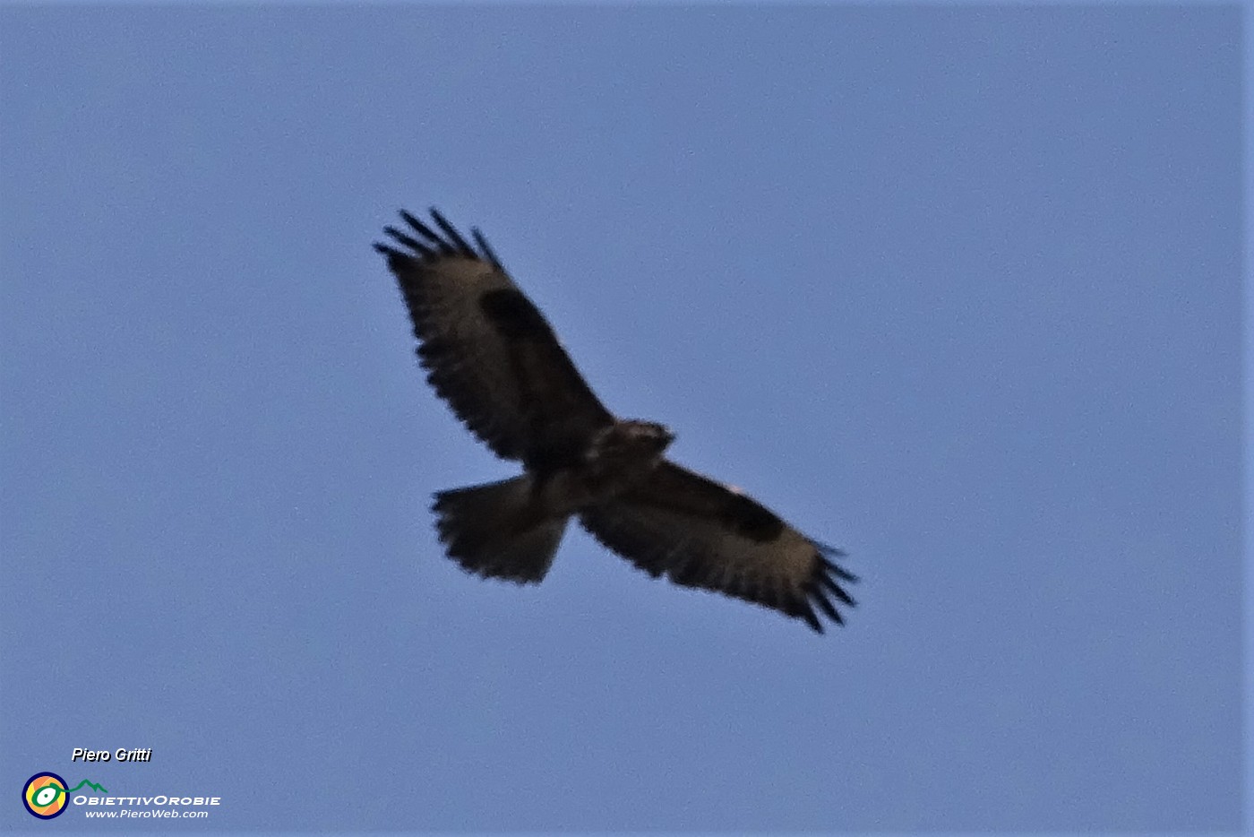 23 Rapace in volo sui colli.JPG